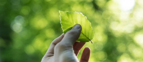 Hand holding a green leaf representing sustainability and the SDGs