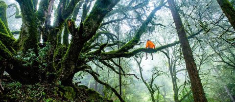 man sitting high up in a tree in a forest