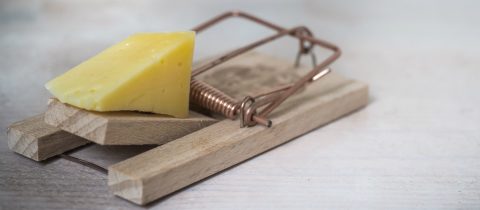 mousetrap with cheese