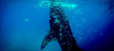 Remora fish are surrounding a whale in the ocean